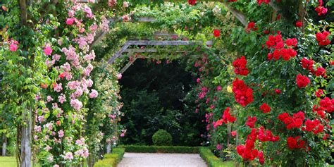 Perennial climbing flowers zone 6. Perennial Climbing Flowers Zone 4 : Everything You Need To ...