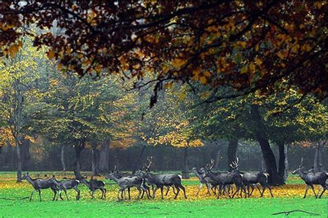 Golestan Forest Irans Oldest National Park Shares Spectacular