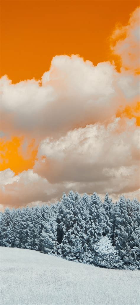 1125x2436 A Snow Covered Field With Trees Under A Cloudy Sky Iphone Xs