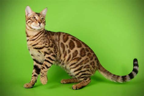 Exploring The Fascinating World Of Bengal Cats 15 Things You Didnt
