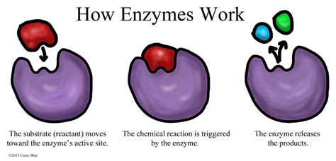 Enzymes Cellular Life Processes