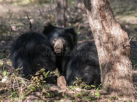 Urso De Pregui A Indiano Foto De Stock Imagem De Marrom