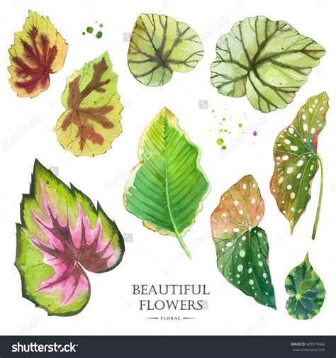 Botanical Illustration With Realistic Tropical Plants