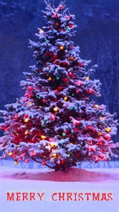 Merry Christmas 🎄 Christmas Christmas Tree Merry Christmas