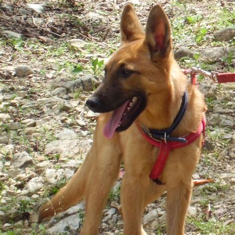 Is Our Dog a Pure Bred Belgian Malinois? | ThriftyFun