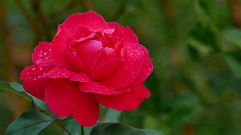 4K Ultra HD : Close up red rose with dew drop Stock Video Footage - Storyblocks
