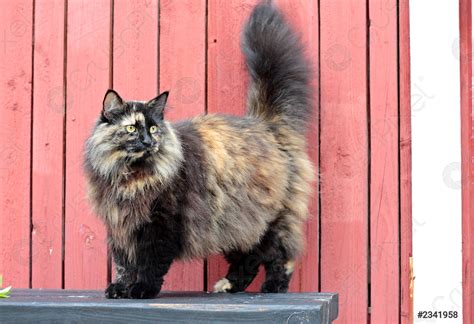 A Norwegian Forest Cat Female Standing Outdoors Stock Photo 2341958