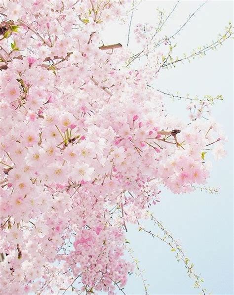 Soft Aesthetic Anime Cherry Blossom Aesthetic Wallpaper Mural Wallpaper