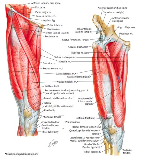This section of the website will explain large and minute details of axial male pelvis cross sectional anatomy. Muscle Synergies of the Hip and Pelvis — Rayner & Smale