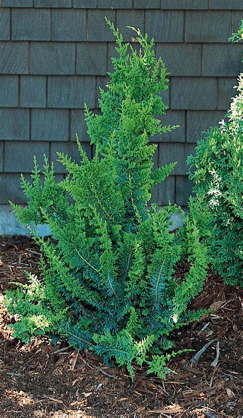 Hardy in usda zones 7a to 8b. Fernspray False Cypress - Monrovia - Fernspray False ...