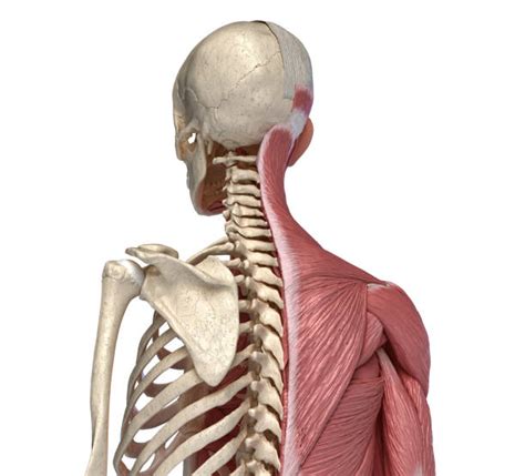 Your lower back (lumbar spine) is the anatomic region between your lowest rib and the upper part of reduce the concentration of stresses in the lower spine. Abdominal External Oblique Muscles Stock Photos, Pictures & Royalty-Free Images - iStock