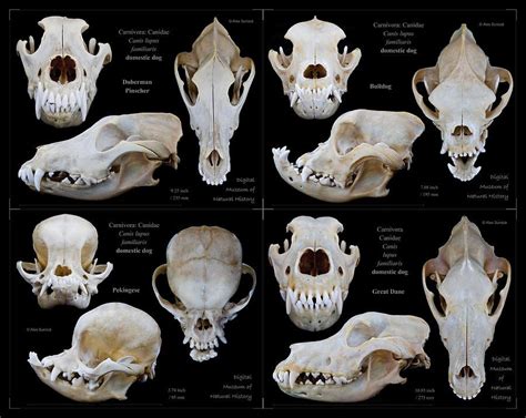 Dog Skulls By Alex Surcica Dog Skull Animal Skeletons Skull Reference