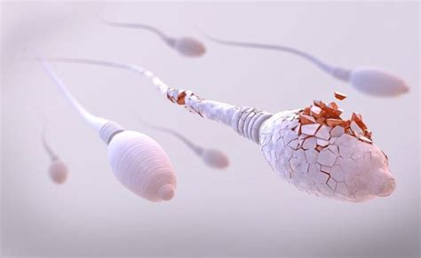 Semen Analysis Encino Ca Sperm Testing Los Angeles Reproductive Center