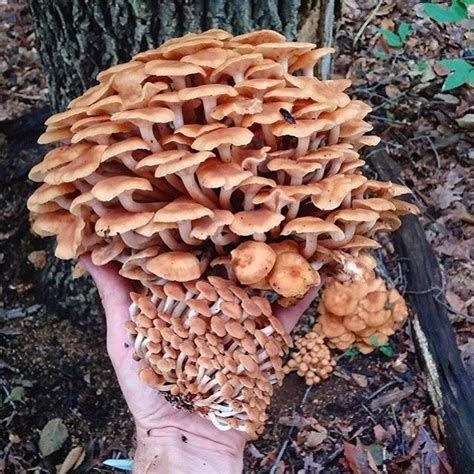 Best 25 Tree Mushrooms Ideas On Pinterest Fungi What