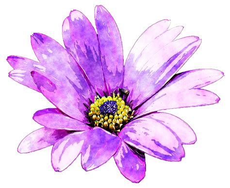 Download transparent watercolor flowers png for free on pngkey.com. Watercolour Flower by Lavandalu on DeviantArt