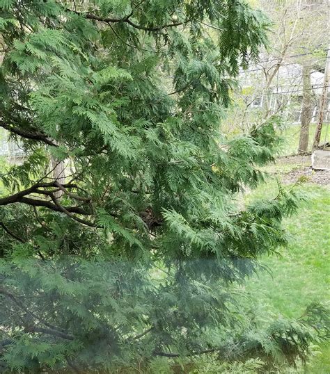 MORNING ROLL CALL! MAY - JUNE CLOSED - Page 2 - AARP Online Community