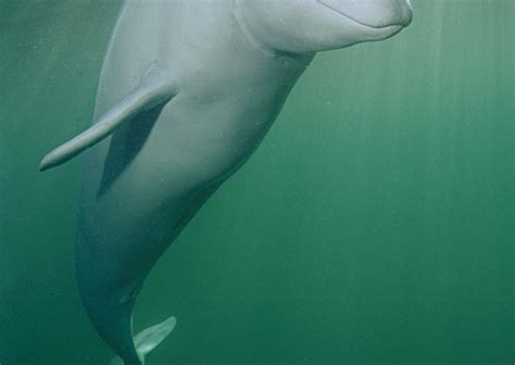 Baby Beluga Smithsonian Ocean