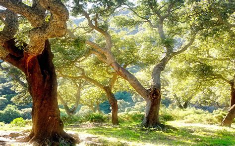 Définition | Chêne-liège - Quercus suber - Suve - Surier ...