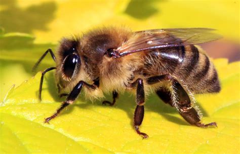 skin safety tested  1. Bee Venom Could Help Treat Atopic Dermatitis | Medicine ...