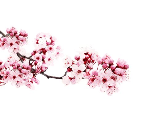Japanese Flowering Cherry Png Transparent Picture Png Mart