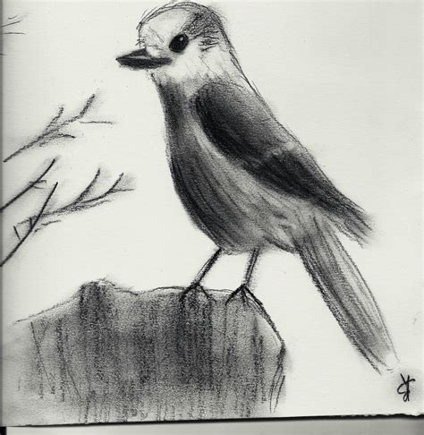 Charcoal Bird Oiseau Au Fusain By Tikara69 On Deviantart
