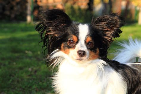 30 Small Dog Breeds That Make Great Pets Big Dogs Large Dogs Small