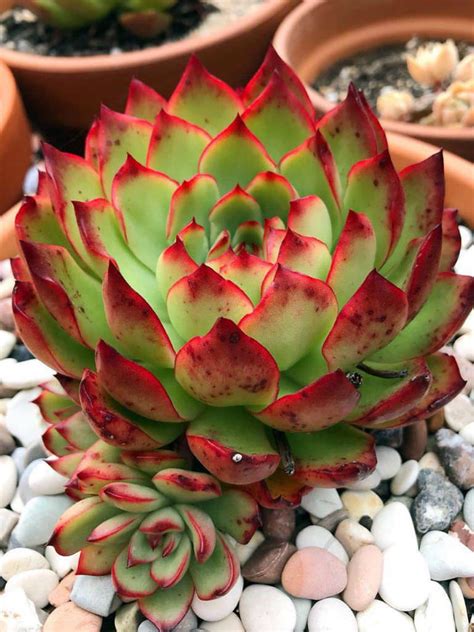 Another echeveria lilacina x echeveria pulidoni known as is. Echeveria 'Christmas' | World of Succulents