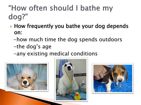 Can you, in this case, bathe your dog with human shampoo? PPT - How to Give Your Dog a Bath PowerPoint Presentation ...