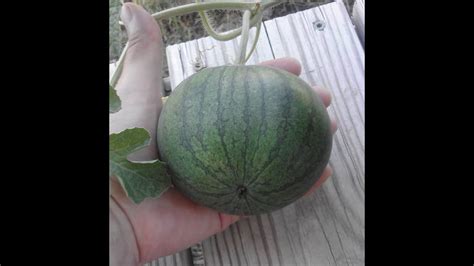 How To Grow Sugar Baby Watermelons Seed To Harvest Youtube