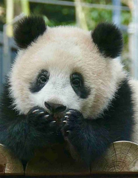 Pin By Mustardpanda On Panda Panda Bear Baby Panda Bears Panda Funny