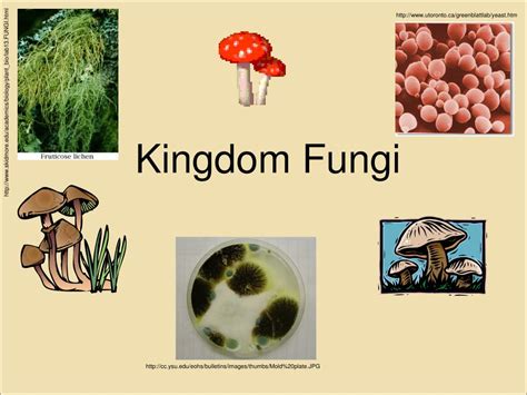 Biology Kingdom Fungi Askiitians Riset