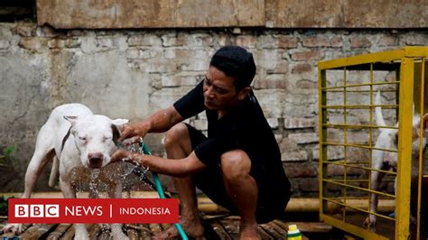 Check spelling or type a new query. Adu bagong, duel 'mengerikan' babi hutan dan anjing ...