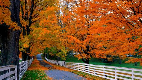 Wallpaper Road Trees Wood Fence Autumn Grass Red Leaves 1920x1200