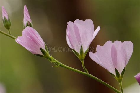 Pink Spring Checkerbloom Wildflowers Stock Photo Image Of Prarie