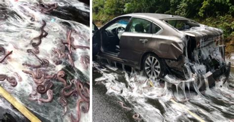 thousands  slime eels spill  oregon highway  gross