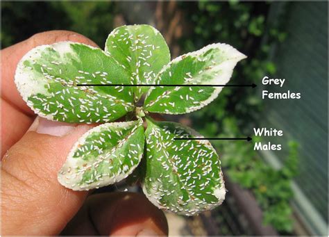 Potential impact of cyanobacteria on crop plants. Heidi Horticulture: Euonymus Scale - Unaspis Euonymi