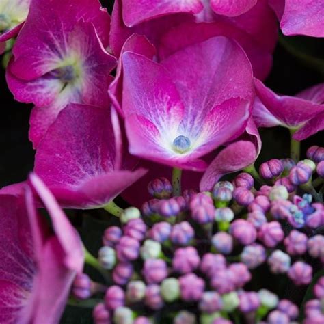 Hydrangea Macrophylla Purple Lace Cap Warners Nurseries