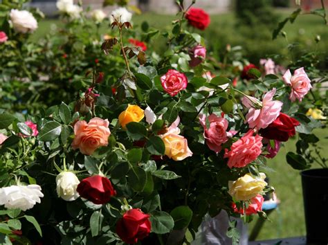 Qué Hay Que Hacer En El Jardín Y En Casa Plantar Rosales Cultivo De