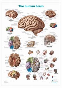 The Human Brain Anatomical Wall Chart Altay Scientific