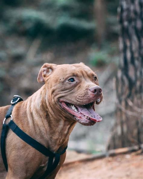 12 Things You Should Know About The Pitbull Mastiff Mix Your Dog Advisor