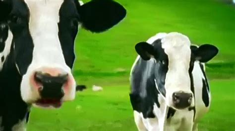 Happy Cows Commercials