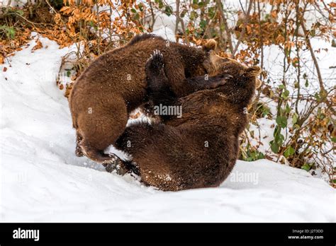 Pair Of Eurasian Brown Bear Cubs Ursus Arctos Play Fighting In A