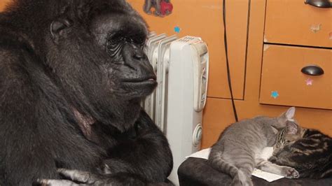 Koko The Gorilla Adopts Two Kittens And Cuddles Up To Them In Footage