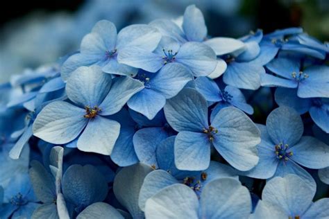 4 Flores Azules Para Jardín O Terraza