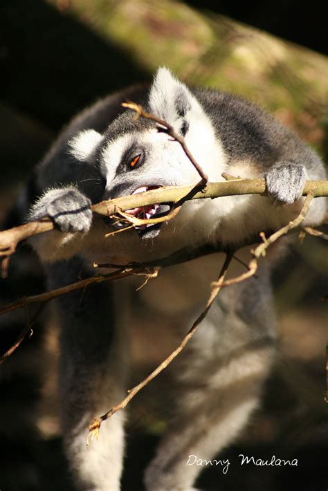 Bite Lemurs Are A Clade Of Strepsirrhine Primates Endemic Flickr