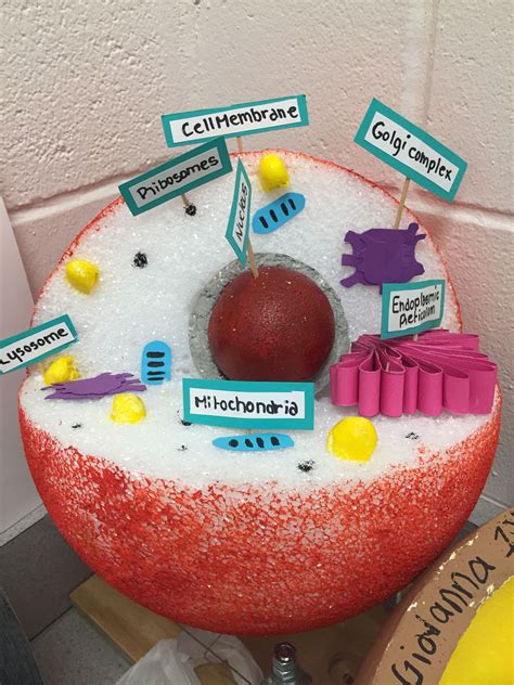 Animal Cell Model Animal Cell Project Cells Project Biology Projects
