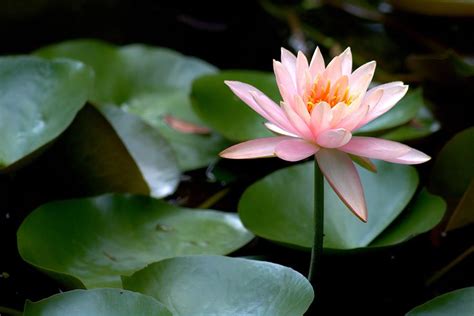 Our online dress boutique is here to bring you dresses in patterns, cuts, and designs that you are sure to adore. My Pink Water Lily Photograph by Carol Montoya