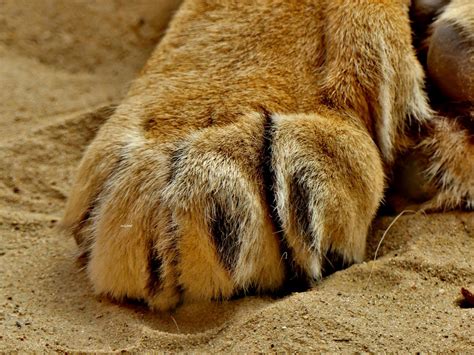 Lion Paw Brigitte E Flickr