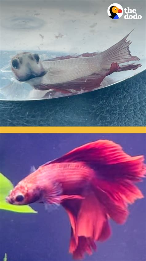 Little Fish Who Wouldnt Eat Or Swim Is Completely Transformed Tail