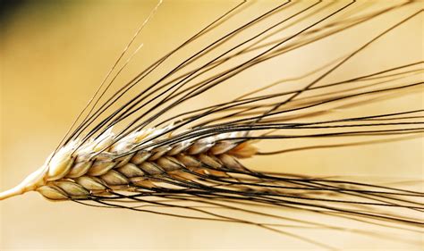 Ancient Wheat Or Traditional Wheat Mediterranean Cooking Congress